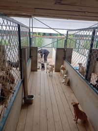 Hunde Shelter 2